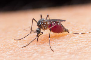 Iniziativa sanitaria globale: consapevolezza della malaria