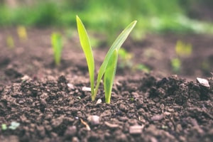 Advanced Diploma in Soil Science and Technology