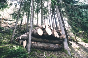 Introducción a la gestión forestal