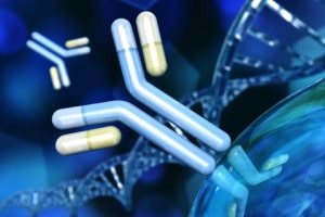 Immunologia - Fondamenti nella struttura degli anticorpi