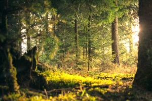 Monitoraggio e monitoraggio della fauna selvatica