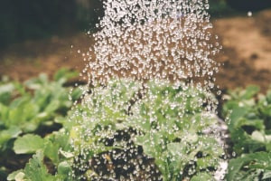 Diploma in ecologia e interazioni ecologiche