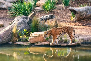 Salute e controllo delle malattie della fauna selvatica