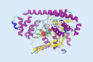 Structure of Proteins