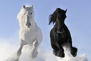 Cura di base del cavallo - Psicologia equina