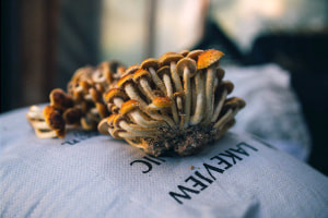 Introduzione alla coltivazione dei funghi