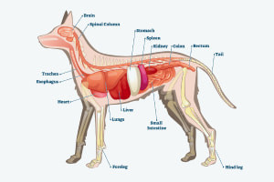 Salute del cane: razze canine e anatomia di base