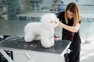 Peluquería canina: conceptos básicos y configuración empresarial