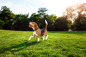How Dogs Communicate