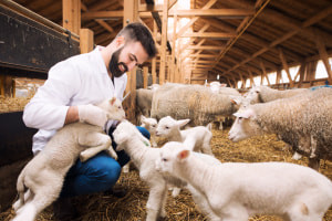 Introduction to Animal Care and Welfare