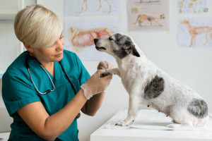 Nozioni di base sulla cura degli animali domestici