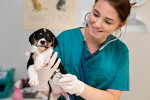 Formazione per assistenti di supporto veterinario