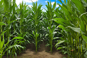 Farm Weeds Identificação e Controle