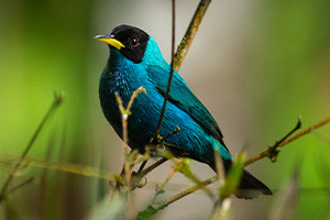 Introduction to Ornithology