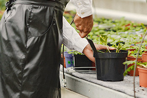 Basics of Hydroponic Horticulture