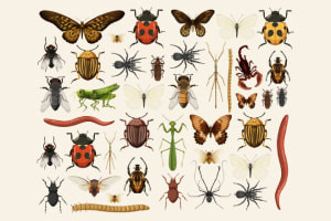 Introducción a la entomología