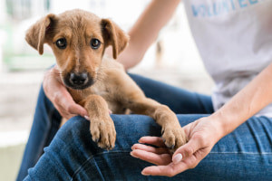 Guia abrangente para a criação de cães