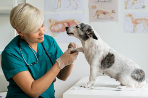 Fundamentos de la fisioterapia veterinaria