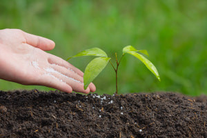 Nozioni di base sulla nutrizione delle piante