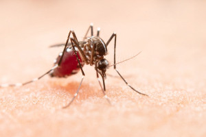 Understanding Mosquito-Transmitted Diseases
