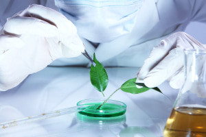 Introduction to Plant Pathology