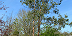 Large image