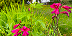 Large image