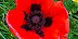 Large image