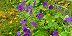 Large image