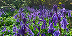 Large image